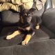 German Shepherd Puppies for sale in 2901 Live Oak Dr, Mesquite, TX 75150, USA. price: NA