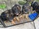 German Shepherd Puppies for sale in Claremont, CA, USA. price: NA