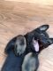 German Shepherd Puppies for sale in Sterling, CO 80751, USA. price: NA