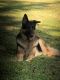 German Shepherd Puppies for sale in Cleveland, TX, USA. price: NA