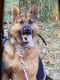 German Shepherd Puppies for sale in Puyallup, WA, USA. price: $1,500