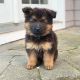 German Shepherd Puppies for sale in Ireland, IN 47546, USA. price: NA