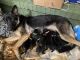 German Shepherd Puppies for sale in Christiansburg, VA 24073, USA. price: NA