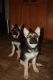 German Shepherd Puppies for sale in Lake County, FL, USA. price: NA