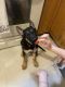 German Shepherd Puppies for sale in 108 Avenue D, New York, NY 10009, USA. price: $3,000