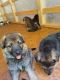 German Shepherd Puppies for sale in North Wilkesboro, NC, USA. price: $1,000