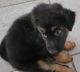 German Shepherd Puppies for sale in Ruskin, FL 33572, USA. price: NA