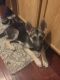 German Shepherd Puppies for sale in Cary, NC, USA. price: NA
