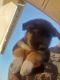 German Shepherd Puppies for sale in Chino, CA, USA. price: NA