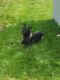 German Shepherd Puppies for sale in Lake in the Hills, IL, USA. price: NA