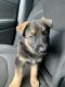German Shepherd Puppies for sale in Sheffield Lake, OH 44054, USA. price: $900