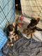 German Shepherd Puppies for sale in Florence, NJ, USA. price: $2,500