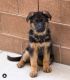 German Shepherd Puppies for sale in Massachusetts Turnpike, Newton, MA, USA. price: NA