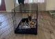 German Shepherd Puppies for sale in Fort Walton Beach, FL, USA. price: NA