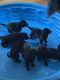 German Shepherd Puppies for sale in Clear Spring, MD 21722, USA. price: $1,800