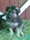 German Shepherd Puppies for sale in Youngstown, OH, USA. price: NA