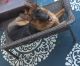 German Shepherd Puppies for sale in Lebanon, PA, USA. price: $1,200