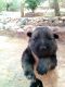 German Shepherd Puppies for sale in Tucson, AZ, USA. price: $350