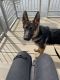 German Shepherd Puppies for sale in Madison, WI, USA. price: NA
