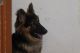 German Shepherd Puppies for sale in New MICO Layout, Mico Layout, Begur, Bengaluru, Karnataka 560068, India. price: NA