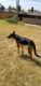German Shepherd Puppies for sale in Seminole, TX 79360, USA. price: NA