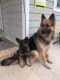 German Shepherd Puppies for sale in Eudora, KS 66025, USA. price: $1,000