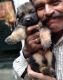 German Shepherd Puppies for sale in Mansarovar, Jaipur, Rajasthan, India. price: 11500 INR