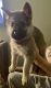 German Shepherd Puppies for sale in Attleboro, MA, USA. price: NA