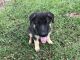 German Shepherd Puppies for sale in 4078 Hugh Davis Rd, Youngsville, NC 27596, USA. price: NA