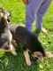 German Shepherd Puppies for sale in Johnson City, NY 13790, USA. price: $550