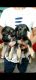 German Shepherd Puppies for sale in Alipore, Kolkata, West Bengal, India. price: 18000 INR
