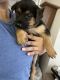 German Shepherd Puppies for sale in Waldorf, MD 20601, USA. price: $650