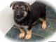 German Shepherd Puppies for sale in Hammond, IN, USA. price: $900
