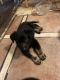 German Shepherd Puppies for sale in Fresno, CA, USA. price: $225