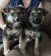 German Shepherd Puppies for sale in Pocola, OK, USA. price: NA