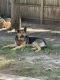 German Shepherd Puppies for sale in Glen Allen, VA, USA. price: $700