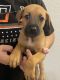 German Shepherd Puppies for sale in Temple, TX, USA. price: NA