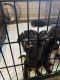 German Shepherd Puppies for sale in Grand Prairie, TX, USA. price: $400