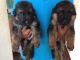 German Shepherd Puppies for sale in Horamavu Agara, Horamavu, Bengaluru, Karnataka, India. price: 28000 INR