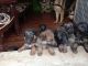 German Shepherd Puppies for sale in Lalmati, Jabalpur, Madhya Pradesh 482002, India. price: 6000 INR