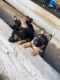 German Shepherd Puppies for sale in Chakan, Maharashtra 410501, India. price: 10 INR