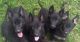 German Shepherd Puppies for sale in Ellenburg, NY 12934, USA. price: NA
