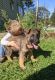 German Shepherd Puppies for sale in Conklin, NY 13748, USA. price: NA