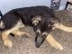 German Shepherd Puppies for sale in Marshall, MO 65340, USA. price: $500