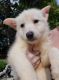 German Shepherd Puppies for sale in Siler City, NC 27344, USA. price: $1,200