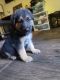 German Shepherd Puppies for sale in 11016 Waller Rd E, Tacoma, WA 98446, USA. price: NA