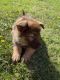 German Shepherd Puppies for sale in Kent, WA, USA. price: $800