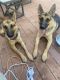 German Shepherd Puppies for sale in Hughesville, MD, USA. price: NA