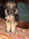 German Shepherd Puppies for sale in Boduppal, Hyderabad, Telangana, India. price: 15000 INR
