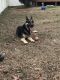 German Shepherd Puppies for sale in Angier, NC 27501, USA. price: $300